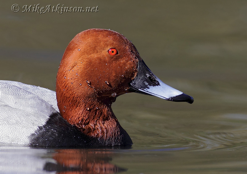 Pochard (captive bird)
