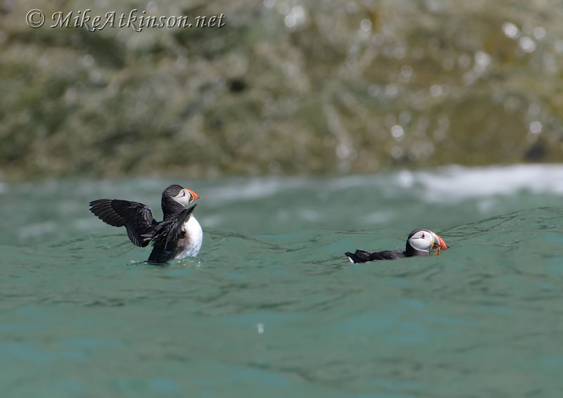 Puffin
