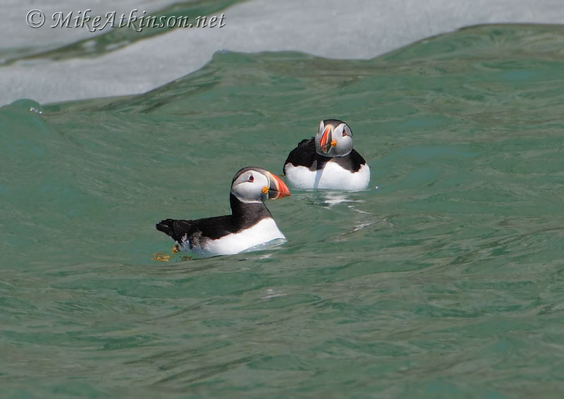 Puffin