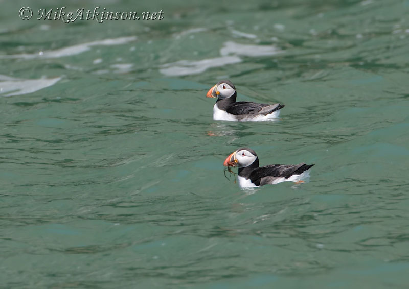 Puffin