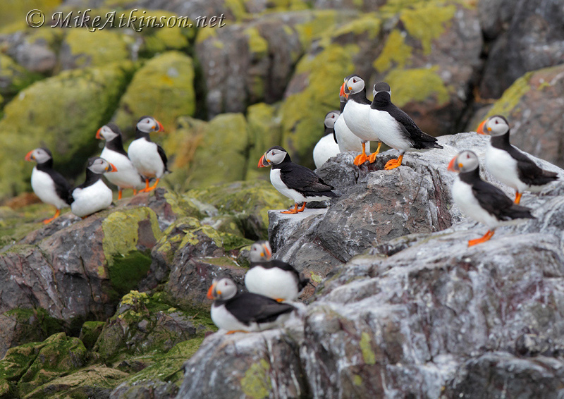 Puffin