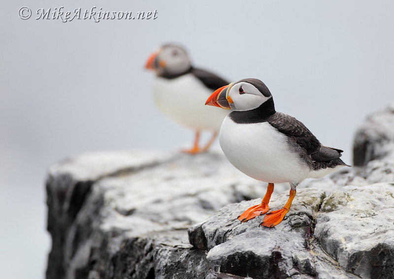 Puffin