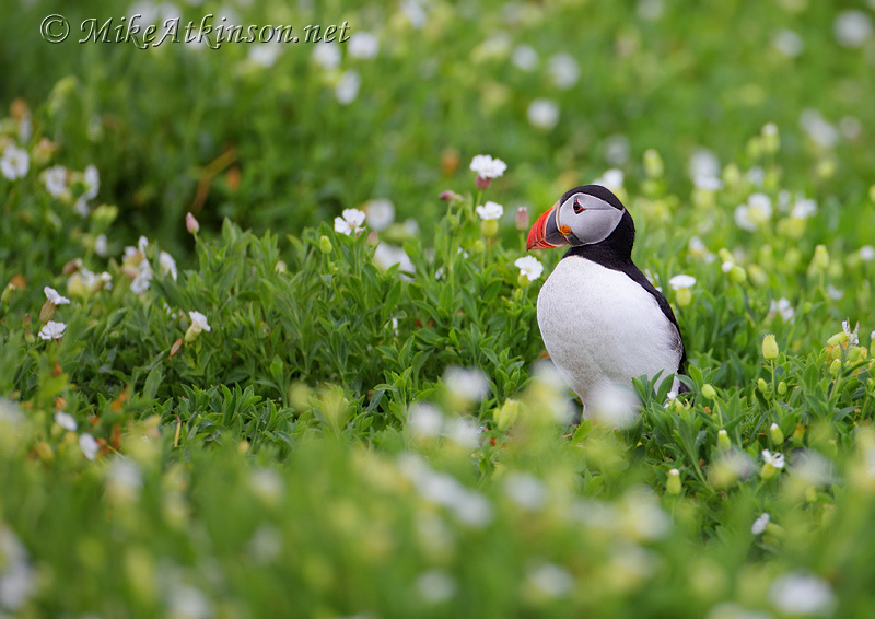 Puffin