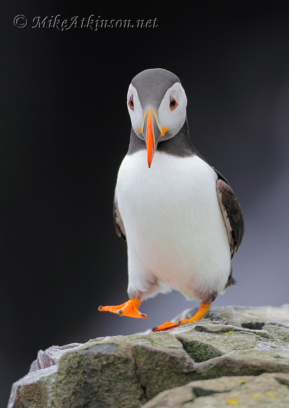 Puffin