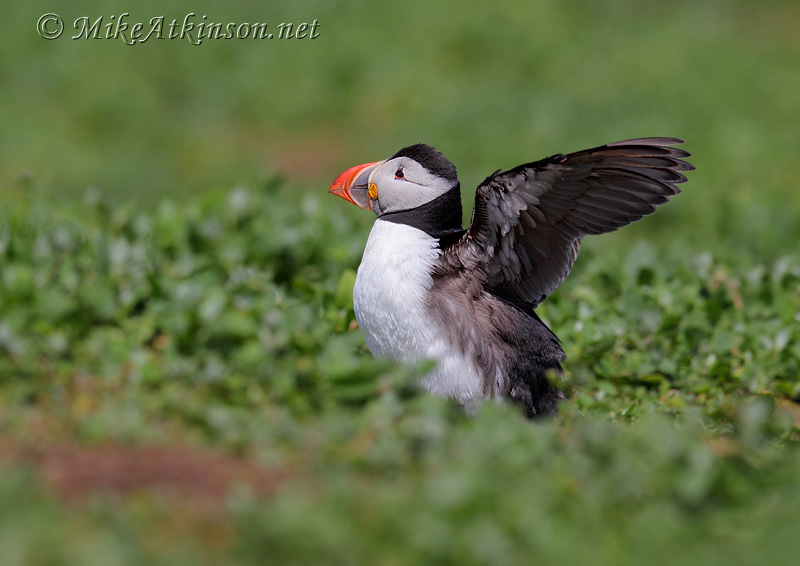 Puffin