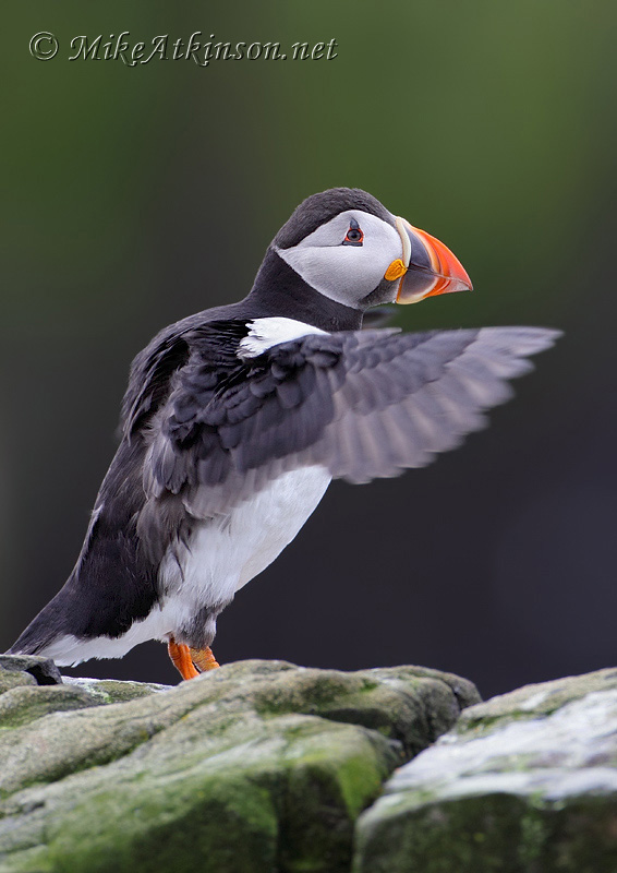 Puffin
