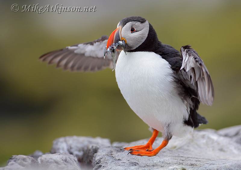 Puffin