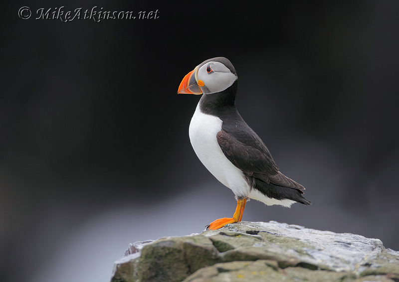 Puffin