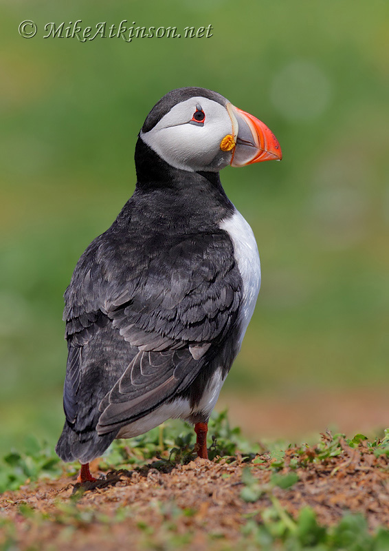 Puffin