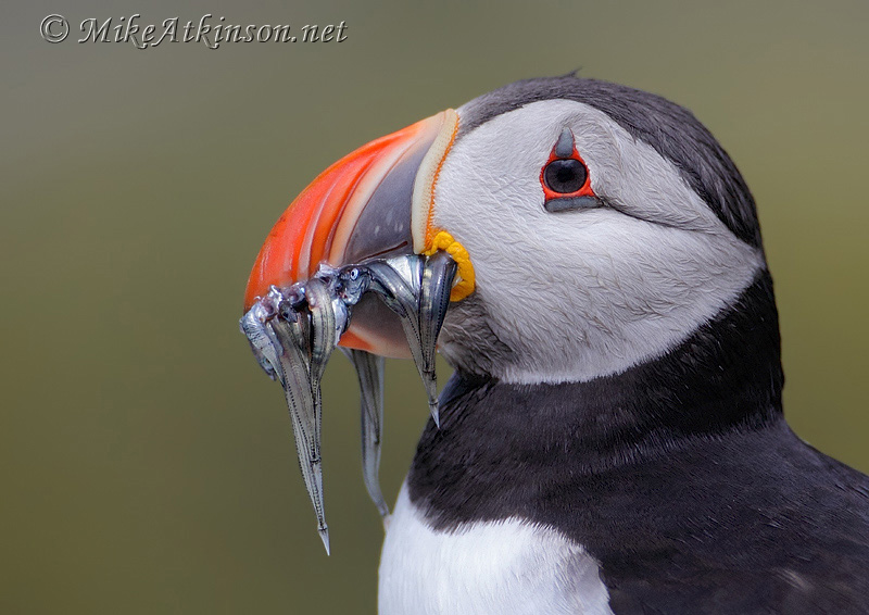 Puffin
