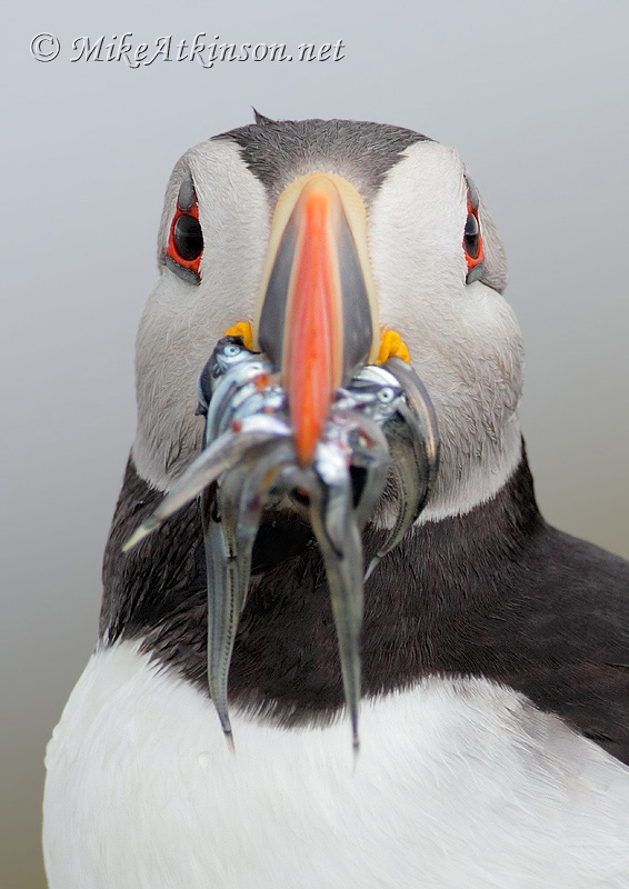 Puffin