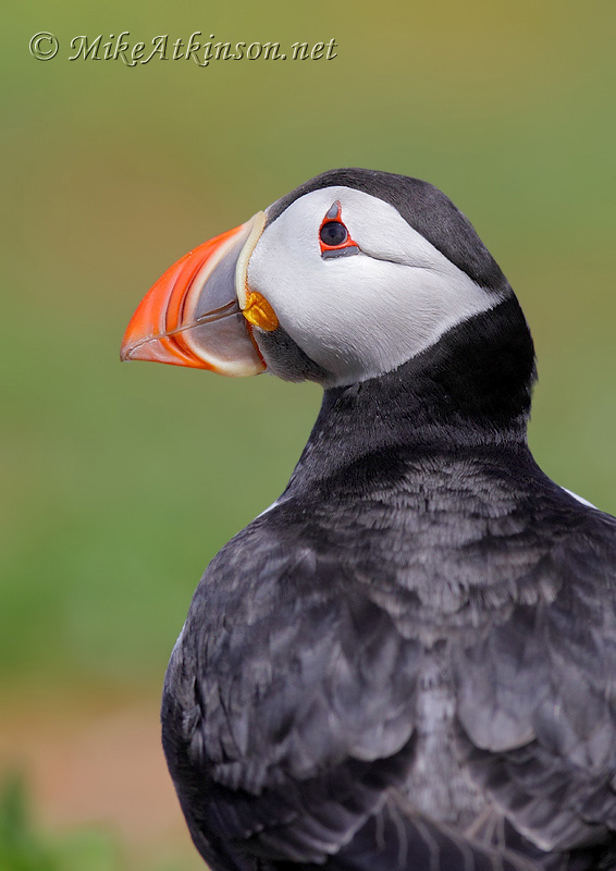 Puffin
