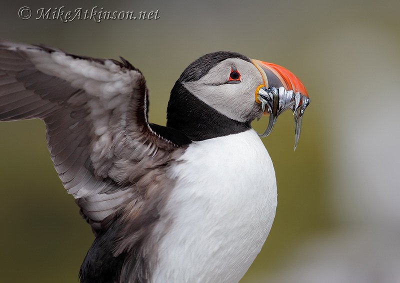 Puffin
