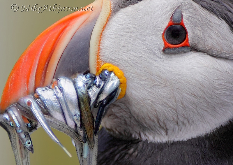 Puffin