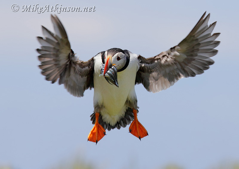 Puffin
