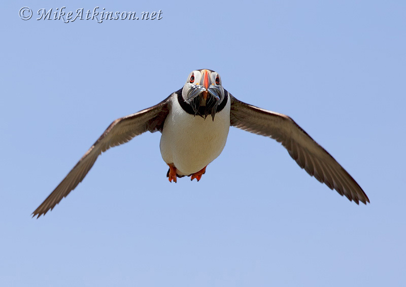 Puffin
