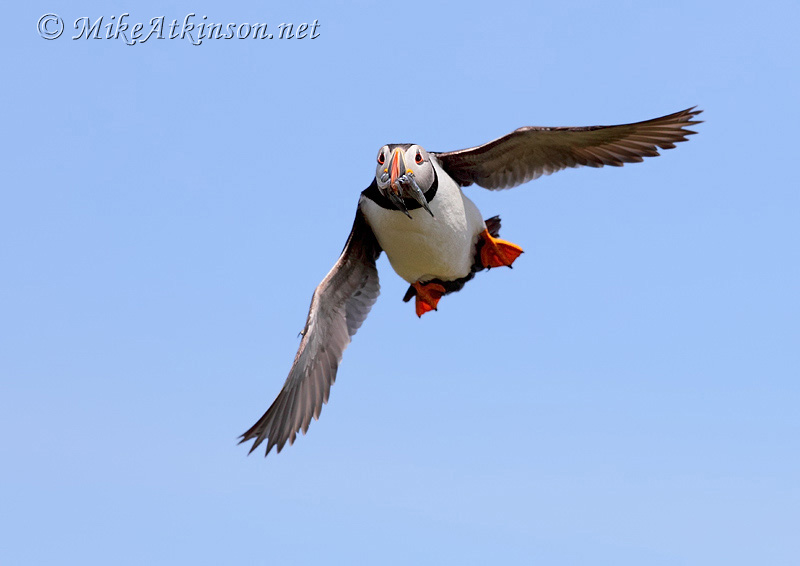 Puffin