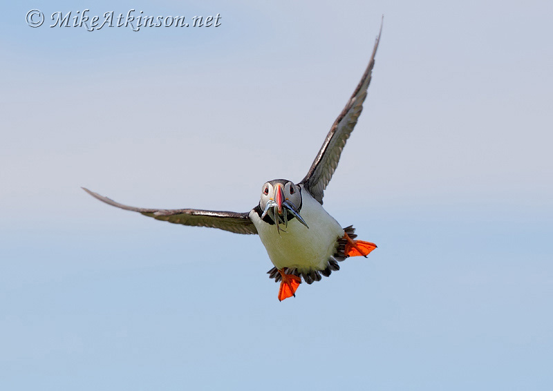 Puffin