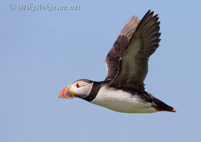 Puffin