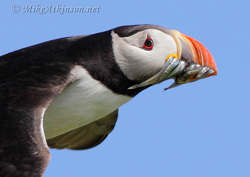 Puffin