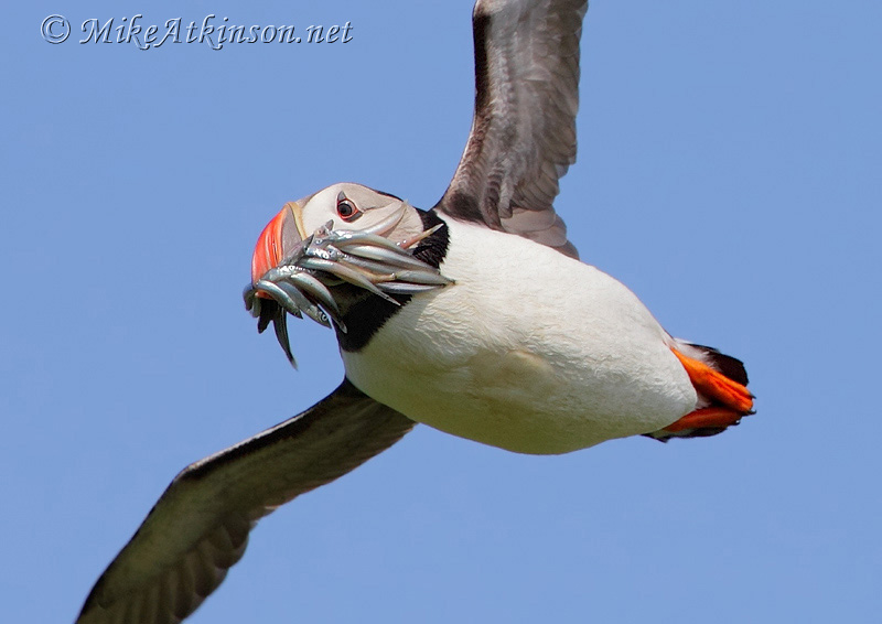Puffin