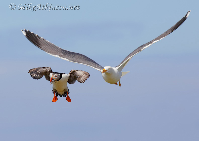Puffin