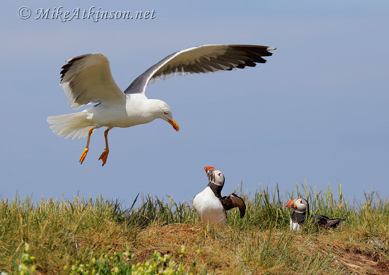Puffin