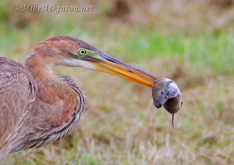 Purple Heron