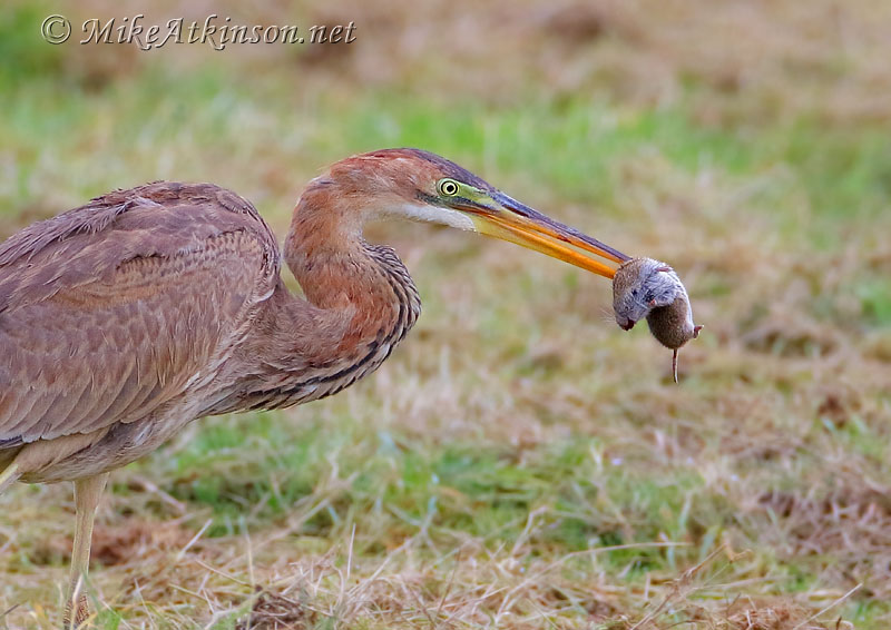 Purple Heron