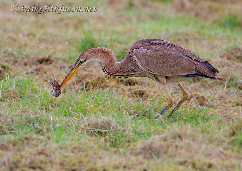 Purple Heron