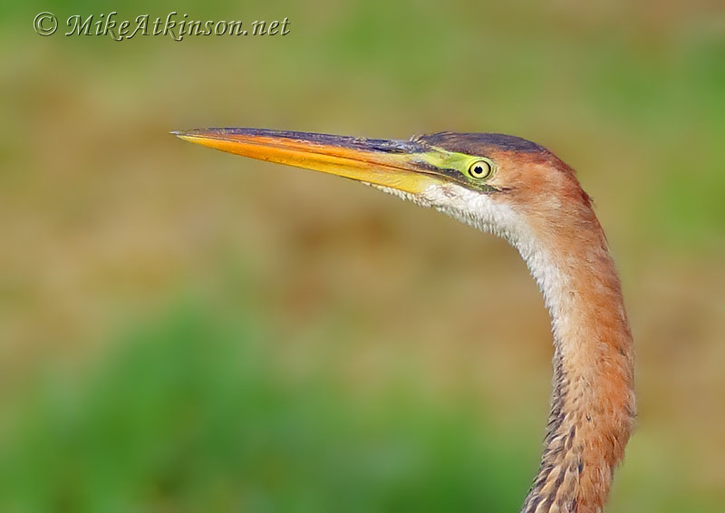 Purple Heron
