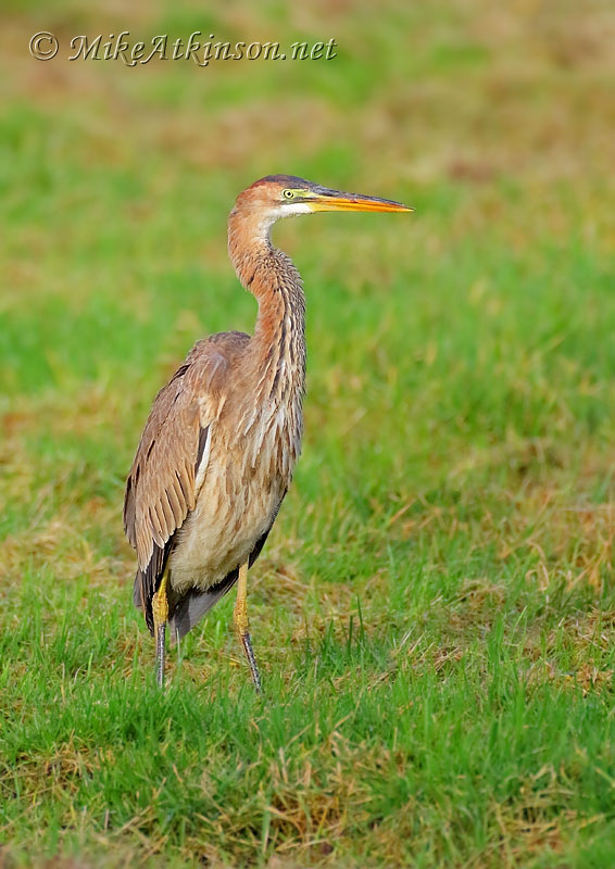 Purple Heron