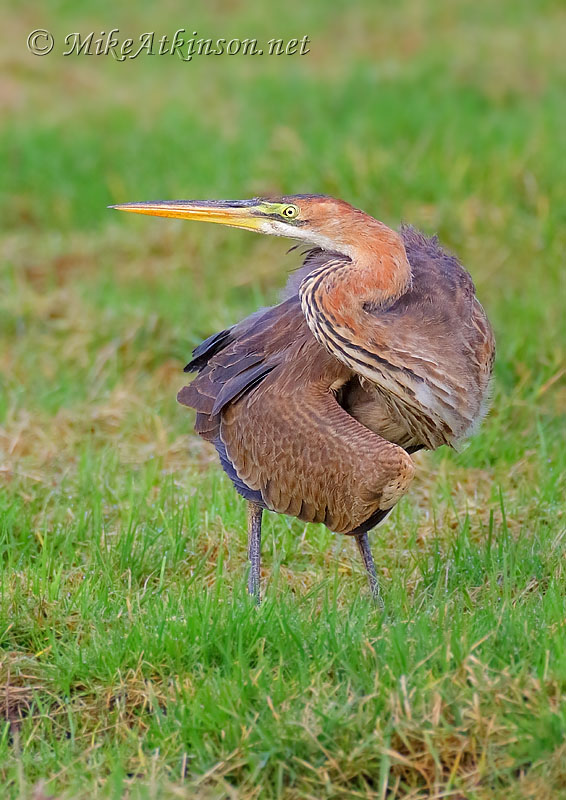 Purple Heron
