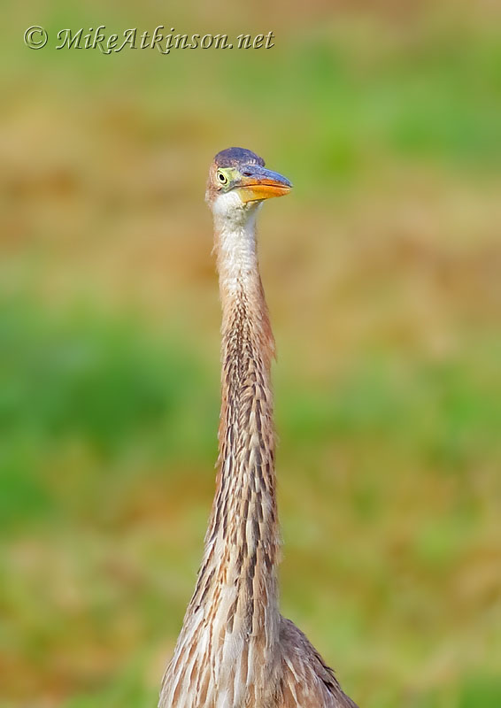 Purple Heron
