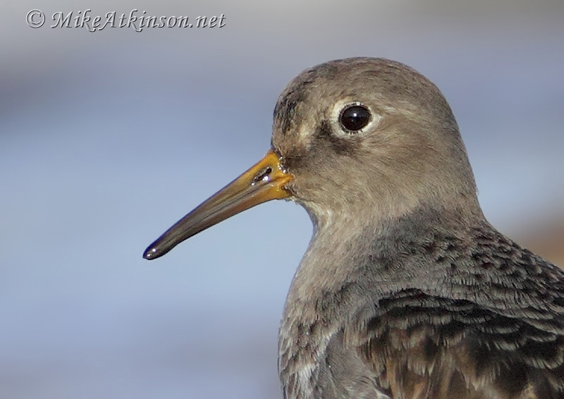 Purple Sandpiper
