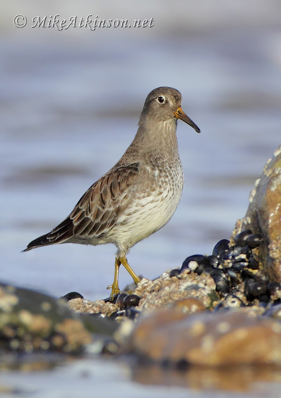 Purple Sandpiper