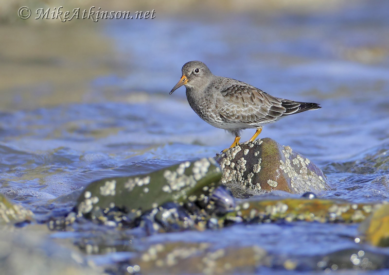 Purple Sandpiper