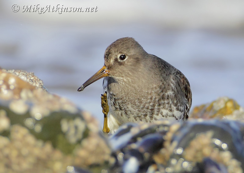Purple Sandpiper
