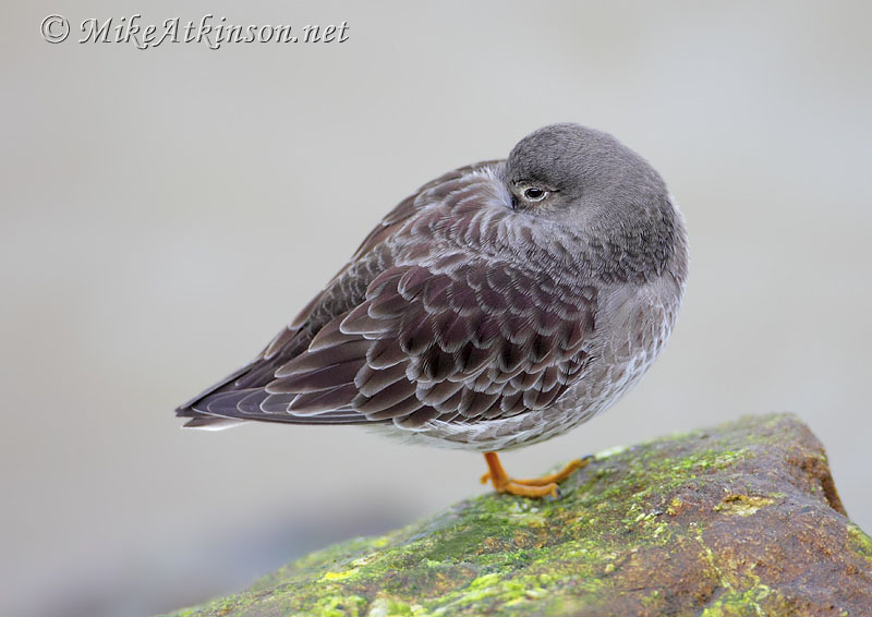 Purple Sandpiper