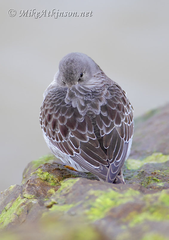 Purple Sandpiper