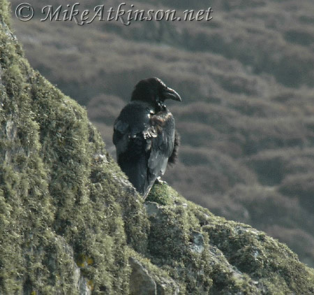 Raven
