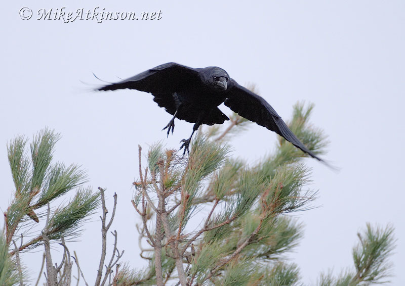 Raven