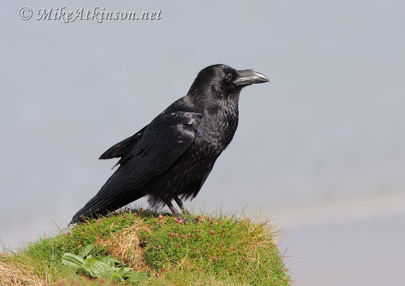 Raven