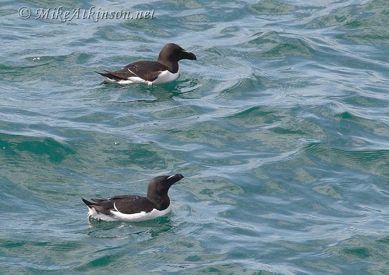 Razorbill