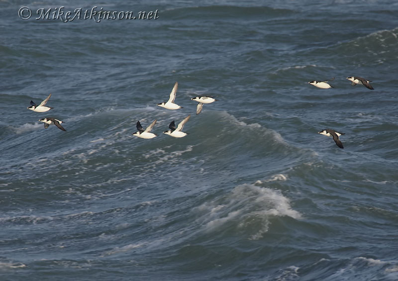 Razorbill