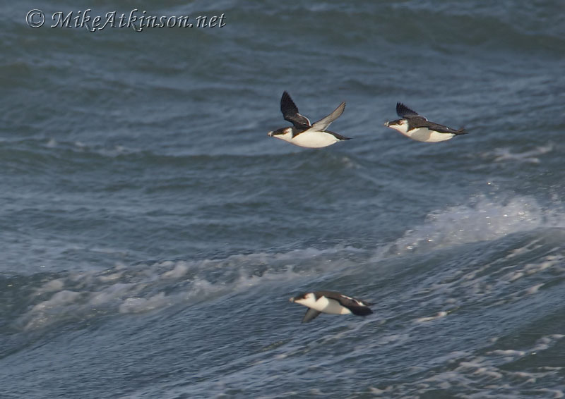 Razorbill