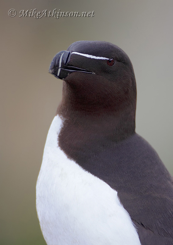 Razorbill