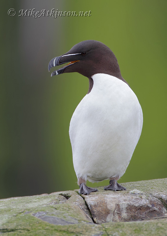 Razorbill