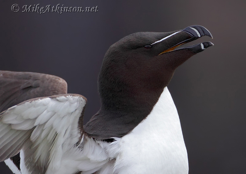 Razorbill