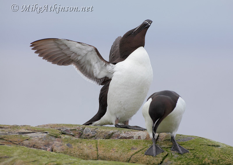 Razorbill